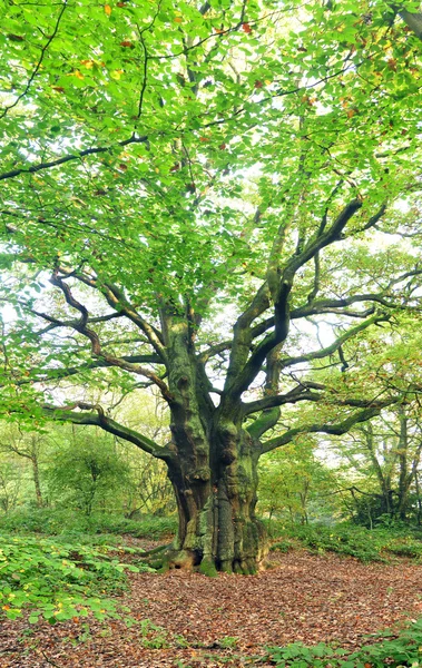 Big old tree — Stok fotoğraf