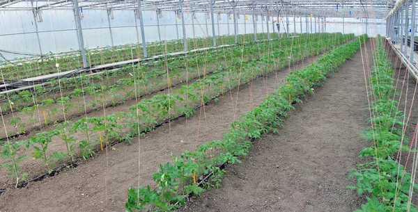 Tomates en invernadero — Foto de Stock