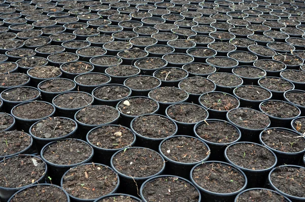 Flowerpots in greenhouse — Stock Photo, Image