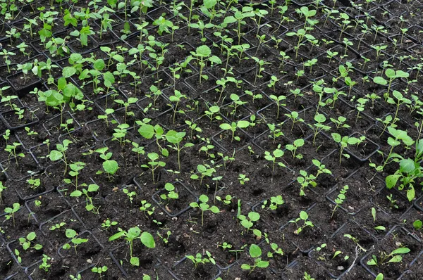 Pequeñas plantas — Foto de Stock