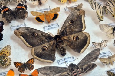 Kelebek insectarium