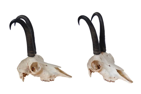 Black goat skull — Stock Photo, Image