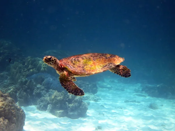 Tartaruga marinha — Fotografia de Stock