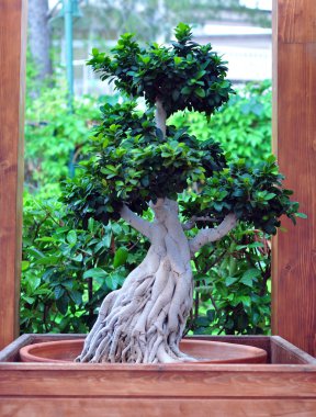 Açık bonsai