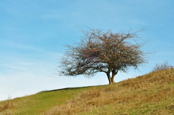 Bergbusch — Stockfoto