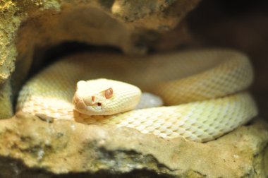 Albino yetişkin