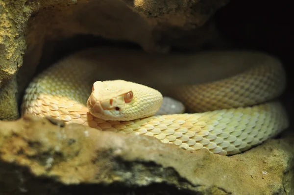 Albino dospělý — Stock fotografie