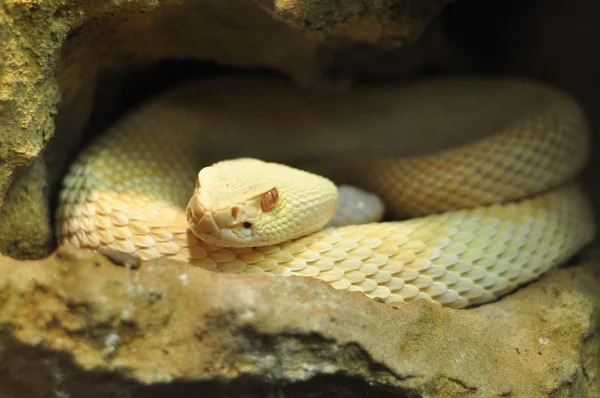 Albino erwachsen — Stockfoto