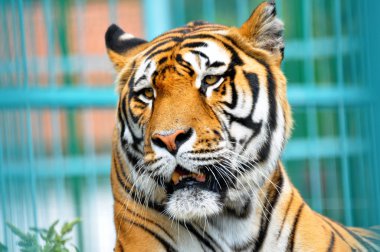 Tiger portresi