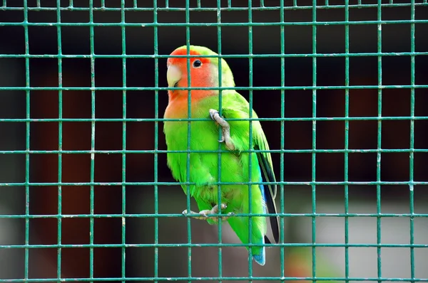 Agapornis — Foto de Stock