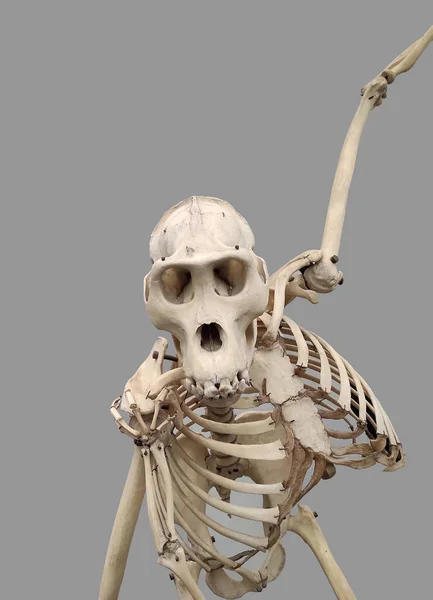 Female Gorilla Animal Skeleton Grey Background — Stock Photo, Image