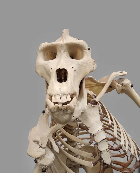 灰色背景下的雄性大猩猩动物骨骼 — 图库照片