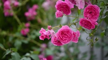 Pembe güller rüzgarda sallanıyor