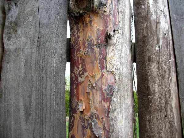 Estructura de tableros de madera —  Fotos de Stock