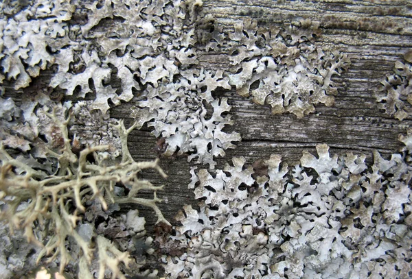 Structure du panneau de bois — Photo