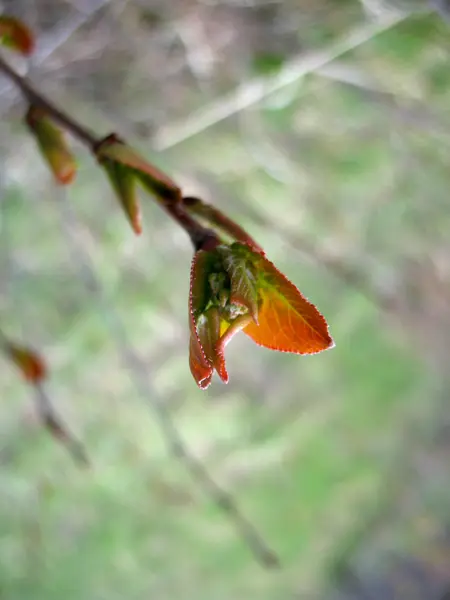 Branch of tree and blue sky — Stock Photo, Image