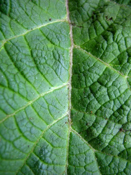 Struktura zelený list — Stock fotografie