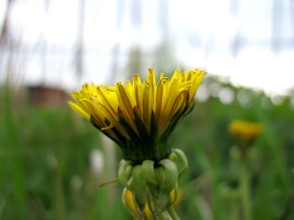 Gelbe Blüte des Löwenzahns — Stockfoto