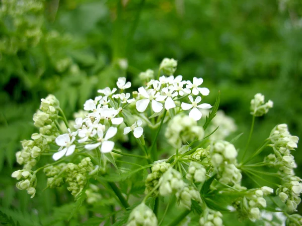 Bílý kvetoucí — Stock fotografie