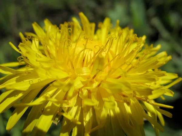 Gelbe Blüte der Blume — Stockfoto