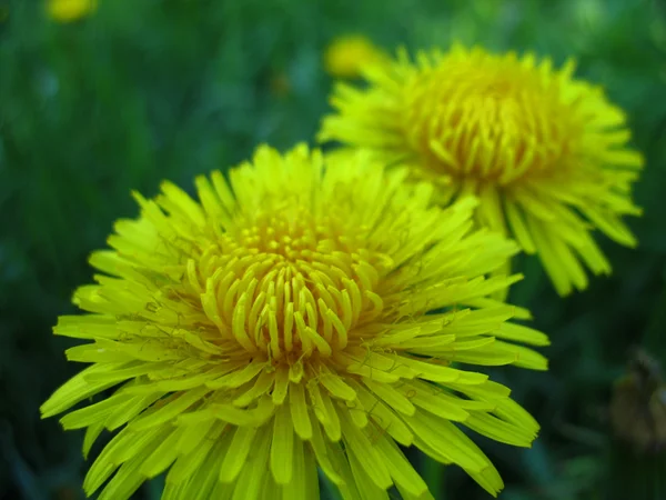 Żółty kwitnących kwiatów — Zdjęcie stockowe