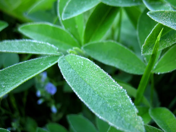 Folha e gotas — Fotografia de Stock