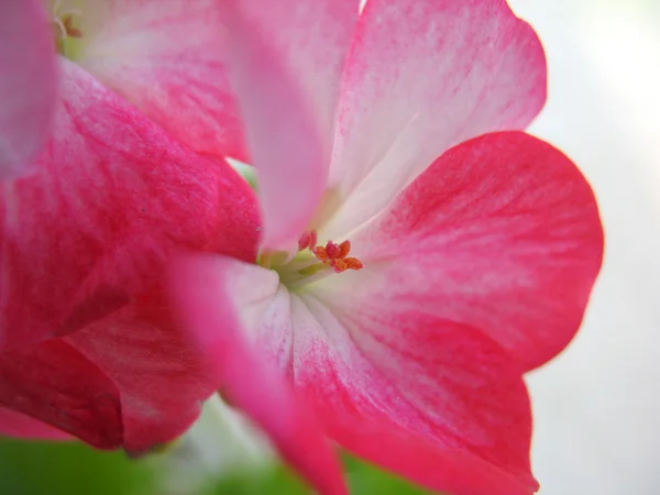 Flores rosadas — Foto de Stock