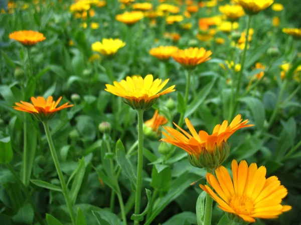 Calendula — Stock Photo, Image