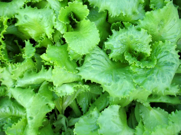 Green lettuce — Stock Photo, Image