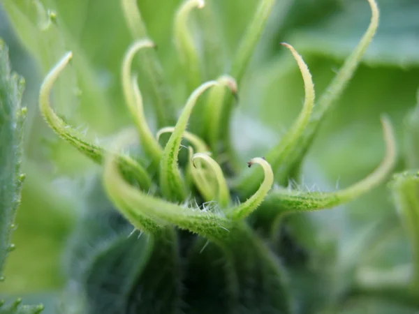 Sunflower — Stock Photo, Image