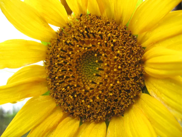 Girasol — Foto de Stock