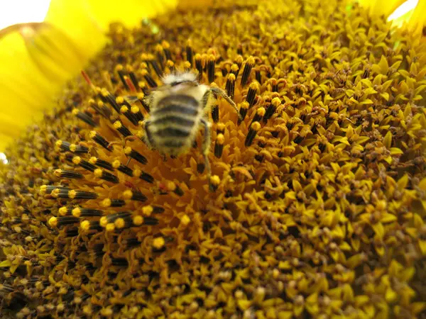 Girasol — Foto de Stock