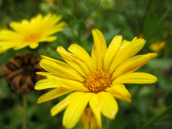 Sarı çiçek çiçek — Stok fotoğraf