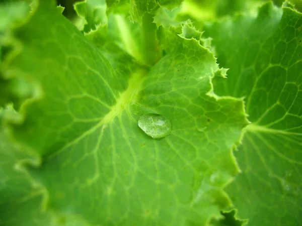 Green lettuce and drop — Stock Photo, Image