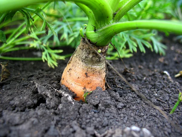 Carrot — Stock Photo, Image