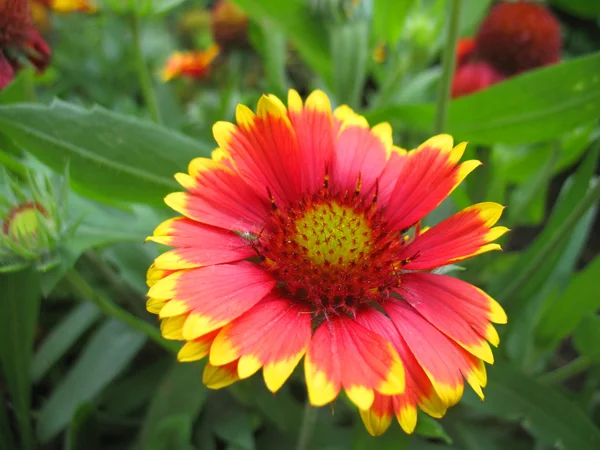 Rote Blüten — Stockfoto