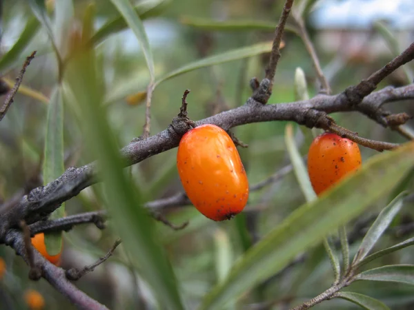 Sea-buckthorn — Stock Photo, Image