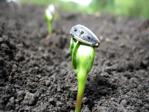 Zonnebloem sprout — Stockfoto