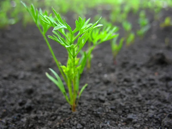 Sprout — Stock Photo, Image