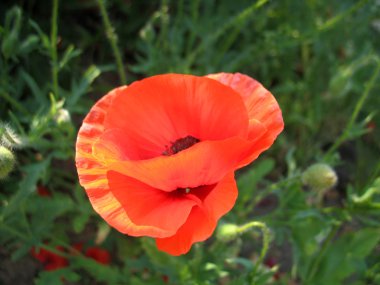 kırmızı çiçekler