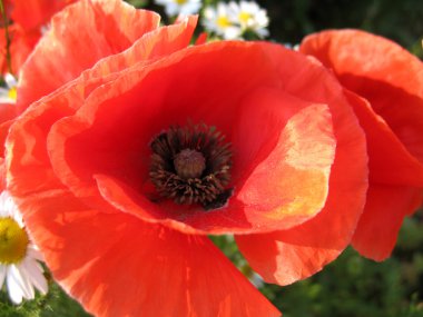 kırmızı çiçekler