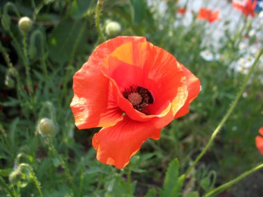 kırmızı çiçekler