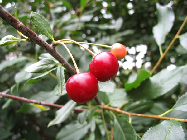 Cherry — Stock Photo, Image