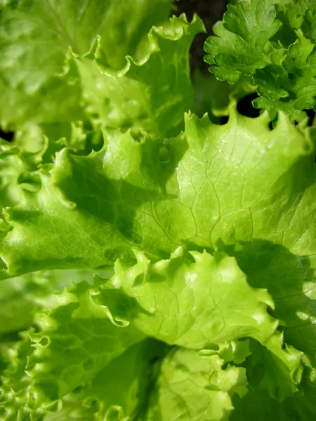 Green lettuce — Stock Photo, Image