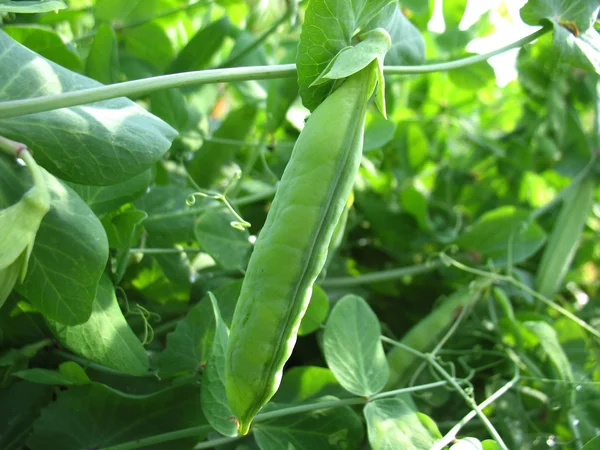 Pea pod — Stock Photo, Image