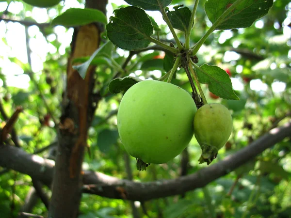 Äpple — Stockfoto