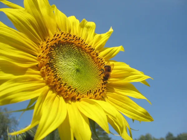 Ayçiçeği — Stok fotoğraf