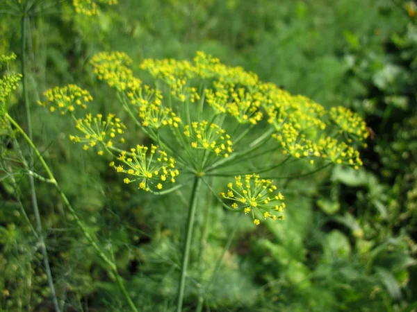 Yellow blossoming of fennel — Stock Photo, Image