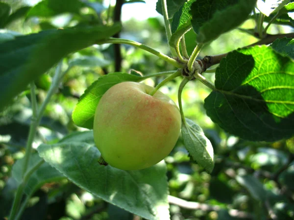 Äpple — Stockfoto