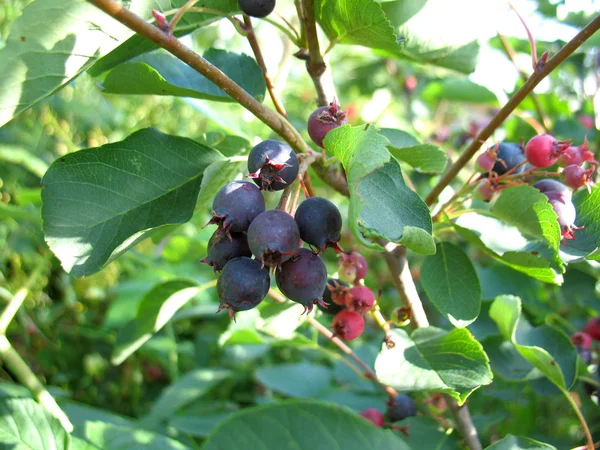 Árbol de arándano — Foto de Stock